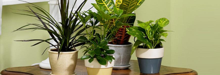 Moving House? How To Look After Indoor House Plants